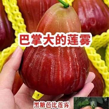 莲雾苗莲雾界新品种～黑糖芭比莲雾糖度高，大公司苗场直供