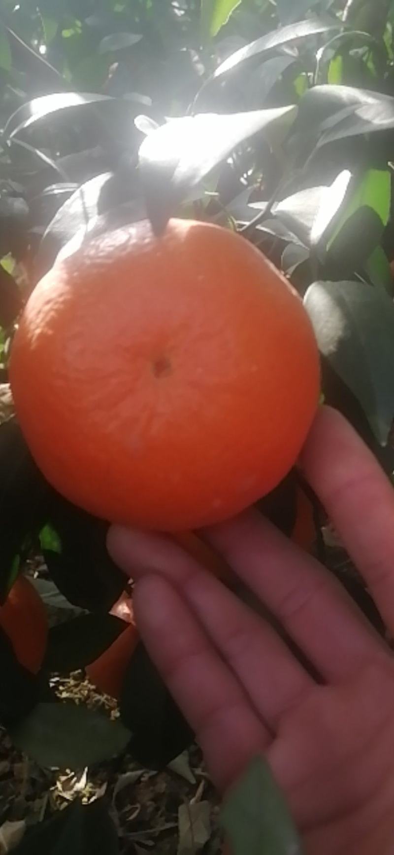 广西南宁沃柑大量上市，市场，电商货都有欢迎通过平台联系，