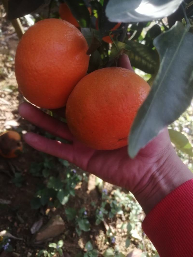广西南宁沃柑大量上市，市场，电商货都有欢迎通过平台联系，