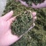 强制进料锯末粉碎机木材边角料粉碎机生物质颗粒料粉碎机
