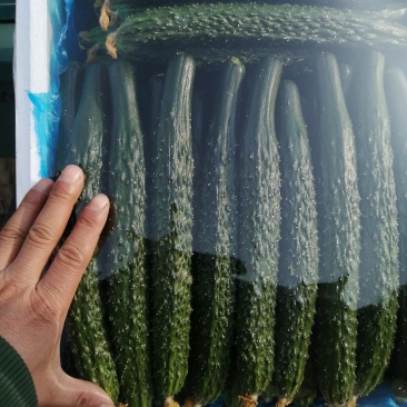 诚信经营各种精品蔬菜