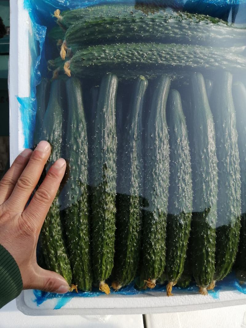 诚信经营各种精品蔬菜