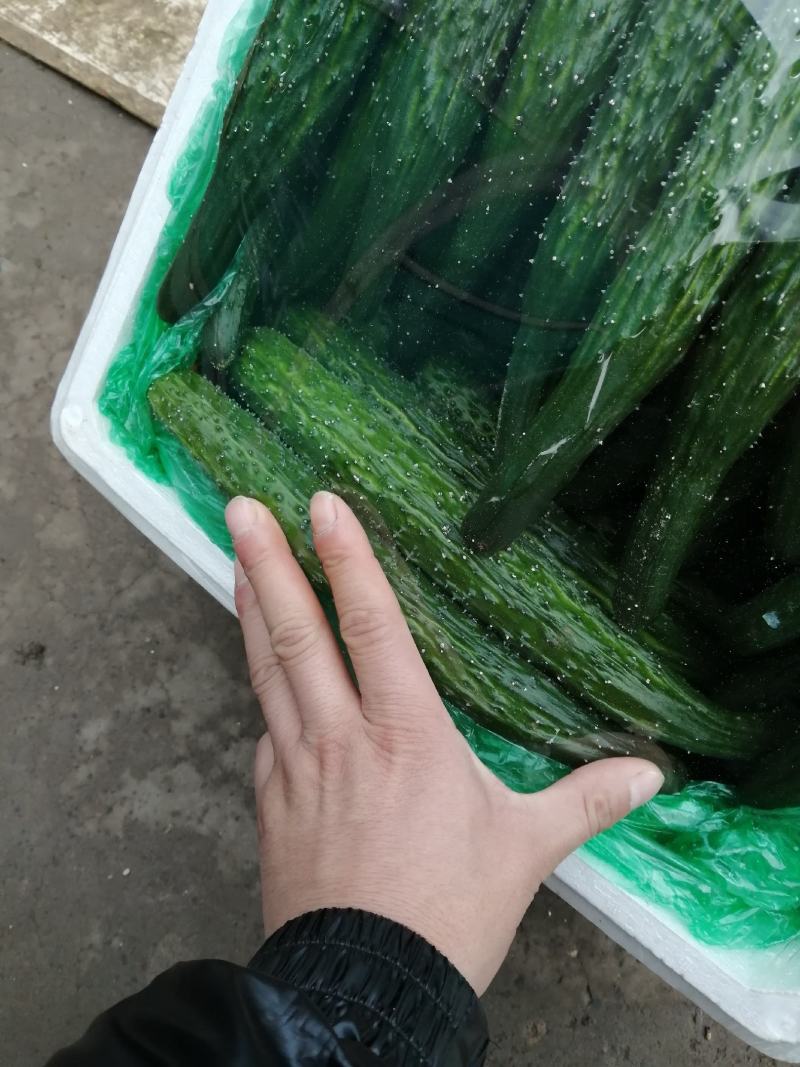 诚信经营各种精品蔬菜