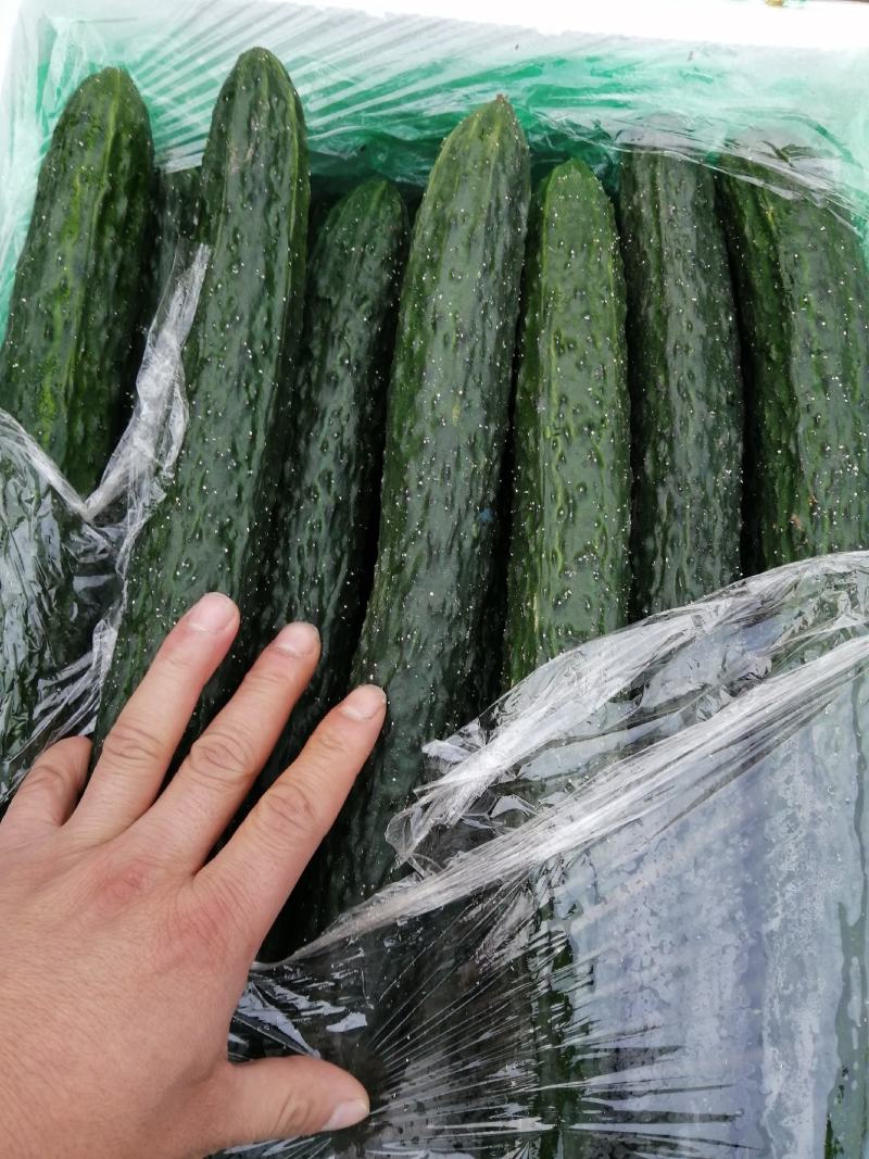 诚信经营各种精品蔬菜