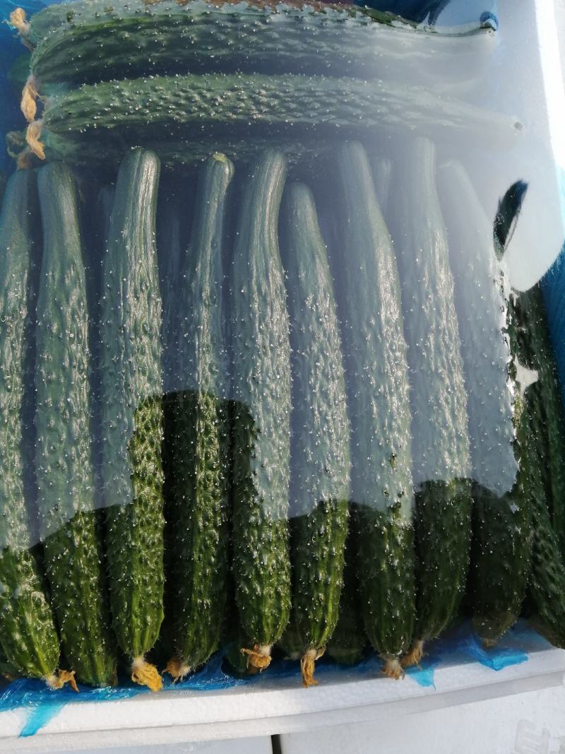 诚信经营各种精品蔬菜