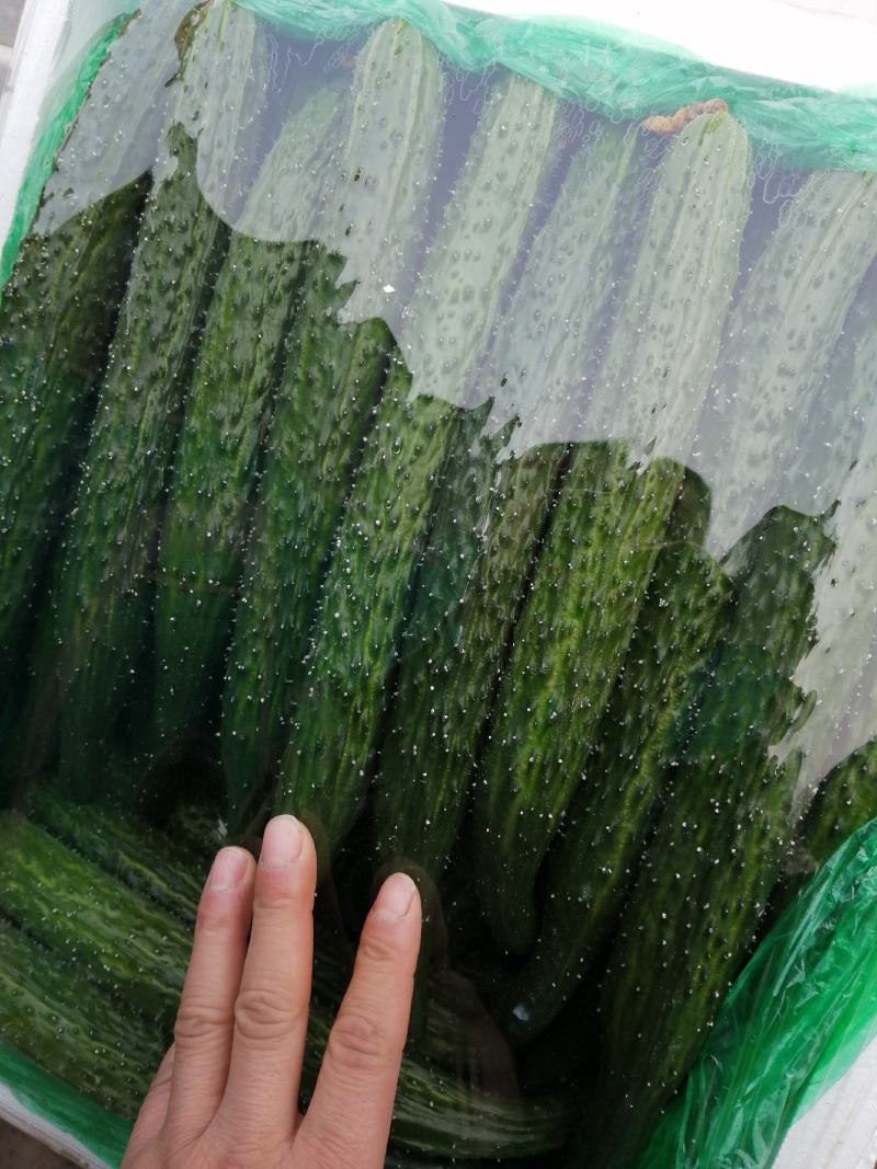 诚信经营各种精品蔬菜