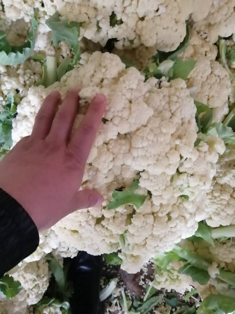 诚信经营各种蔬菜…………