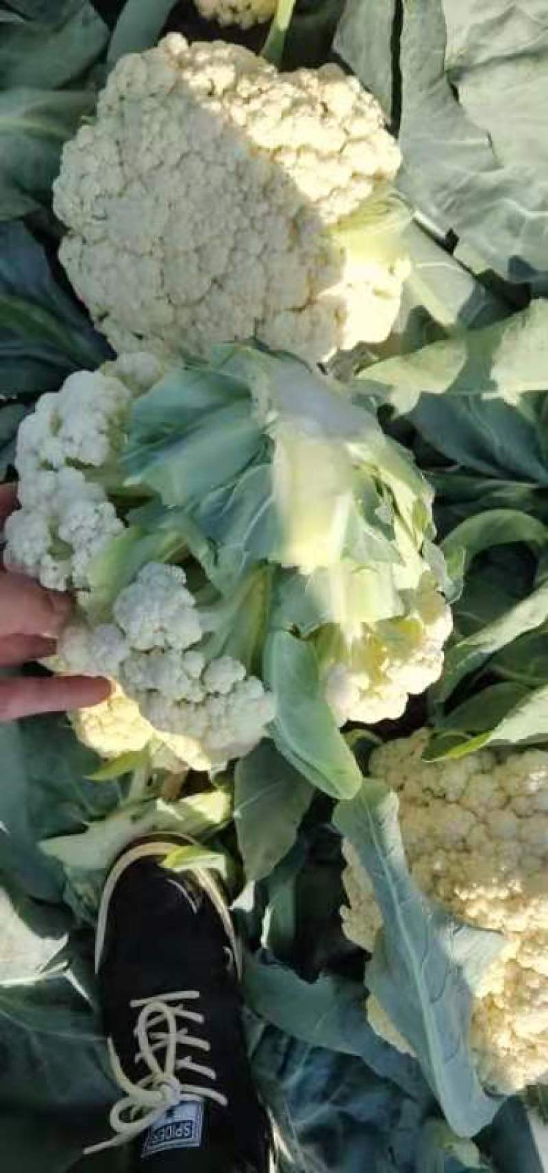 诚信经营各种蔬菜…………