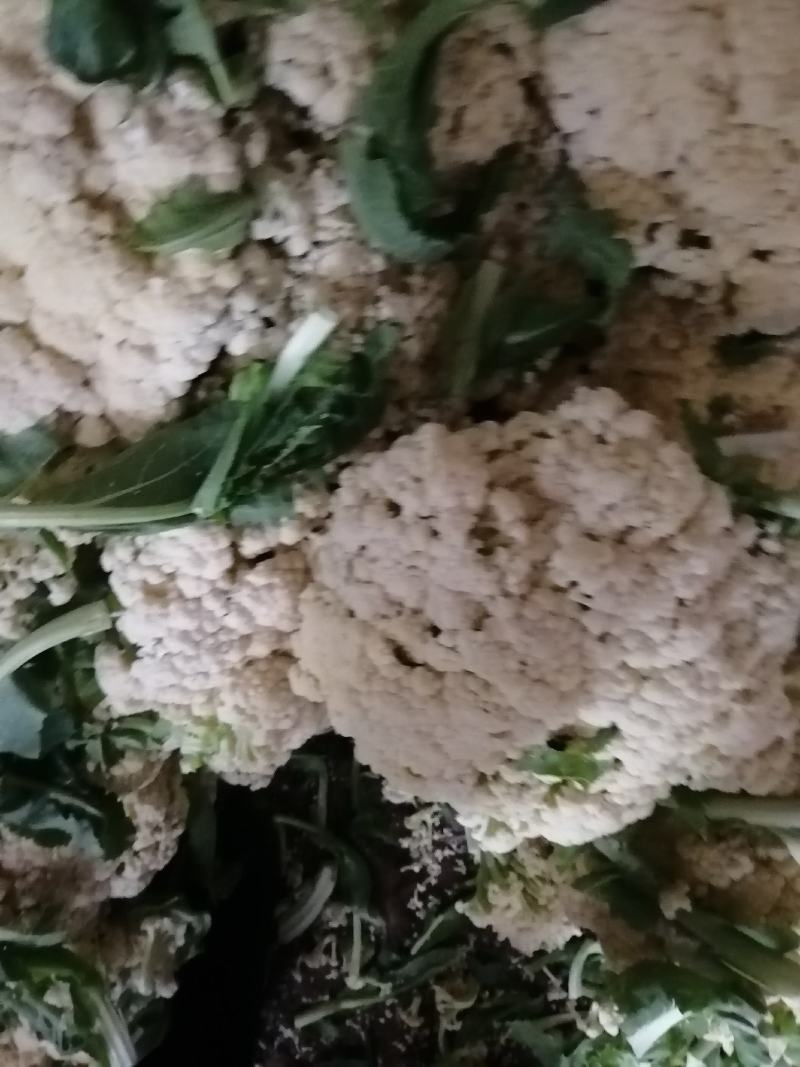 诚信经营各种蔬菜…………