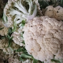 诚信经营各种蔬菜…………
