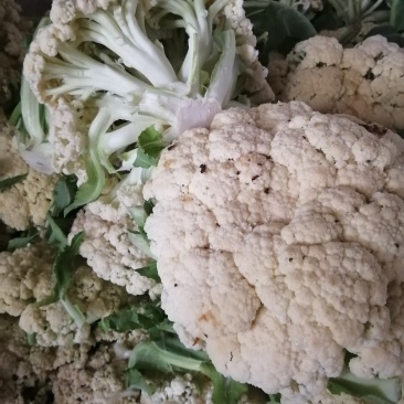 诚信经营各种蔬菜…………