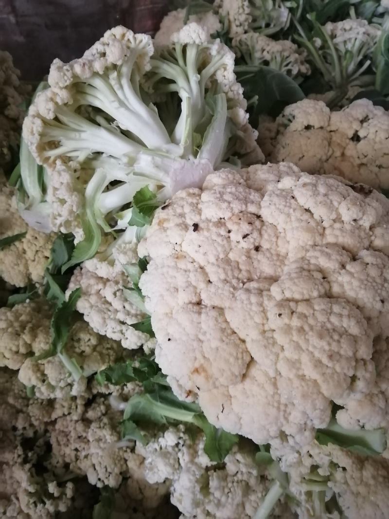 诚信经营各种蔬菜…………