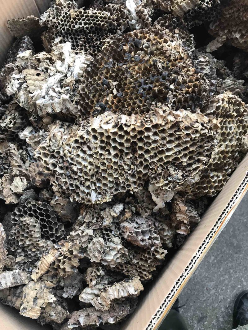 蜂房马蜂窝野蜂房干净无杂质