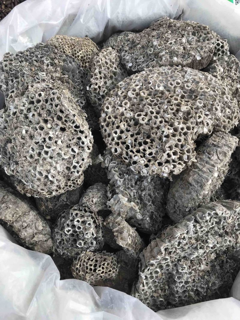 蜂房马蜂窝野蜂房干净无杂质