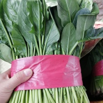 诚信经营各种精品蔬菜