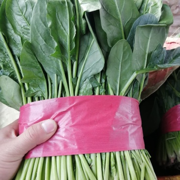 诚信经营各种精品蔬菜