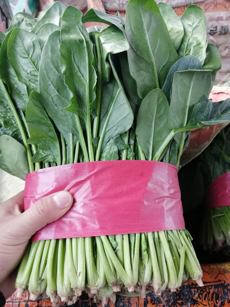 诚信经营各种精品蔬菜