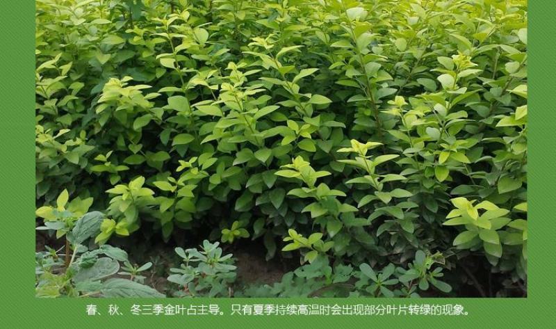 金叶女贞苗绿篱树苗金叶女贞球彩色绿化工程苗木四季