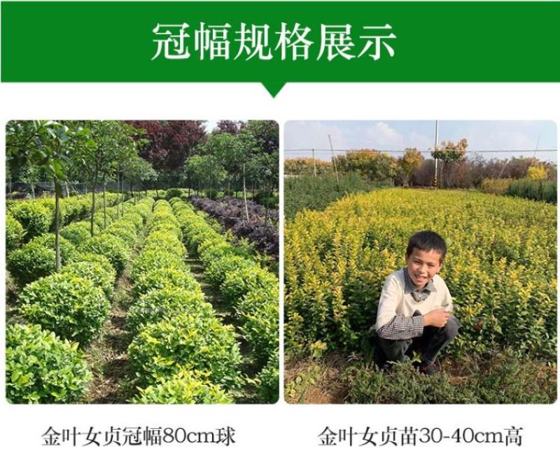 金叶女贞苗绿篱树苗金叶女贞球彩色绿化工程苗木四季
