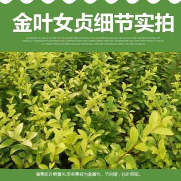 金叶女贞苗绿篱树苗金叶女贞球彩色绿化工程苗木四季