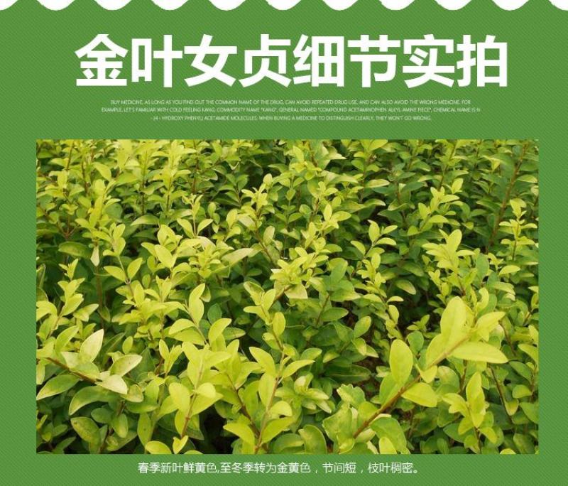 金叶女贞苗绿篱树苗金叶女贞球彩色绿化工程苗木四季