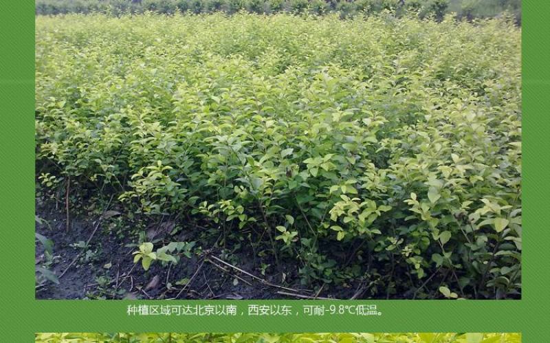 金叶女贞苗绿篱树苗金叶女贞球彩色绿化工程苗木四季