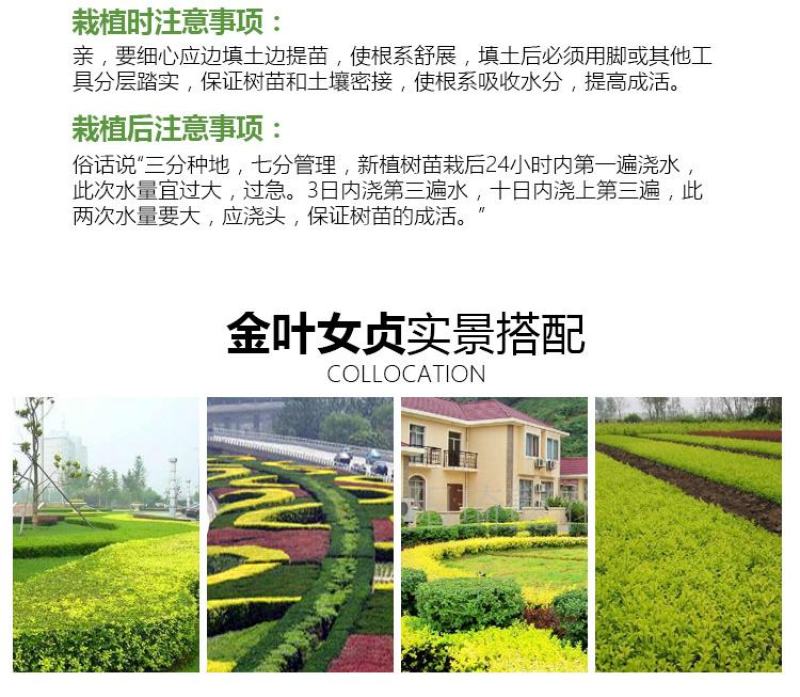 金叶女贞苗绿篱树苗金叶女贞球彩色绿化工程苗木四季
