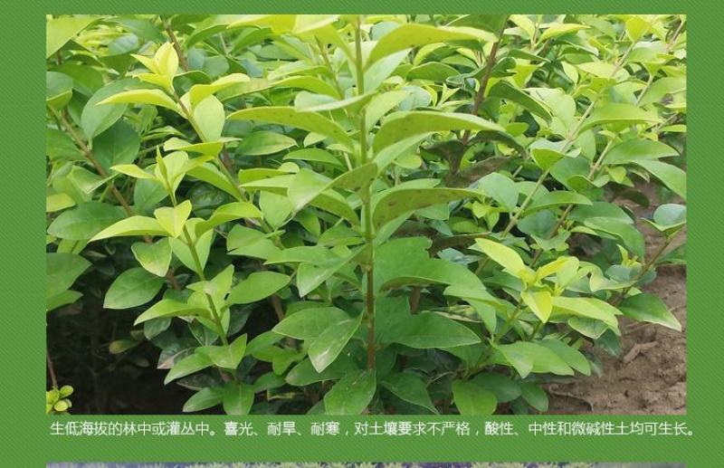 金叶女贞苗绿篱树苗金叶女贞球彩色绿化工程苗木四季