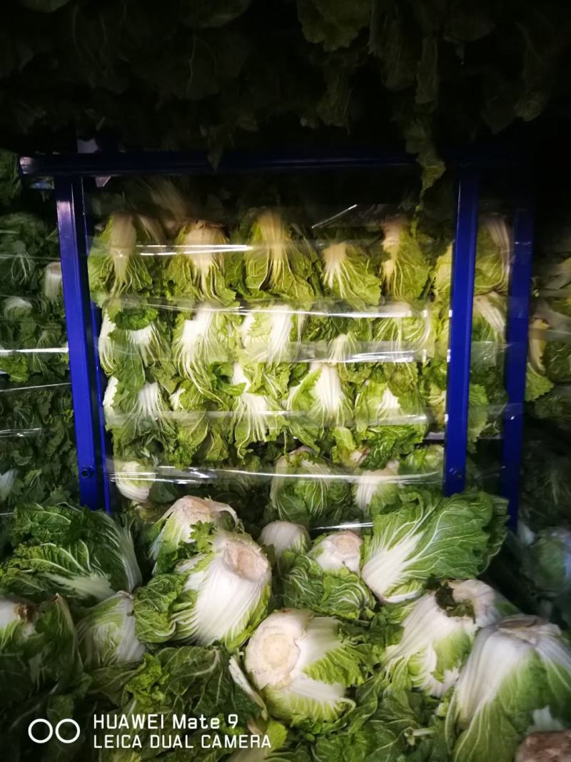 河南开封白菜大量现货供应，实力代办走货快对接商超