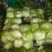河南开封白菜大量现货供应，实力代办走货快对接商超