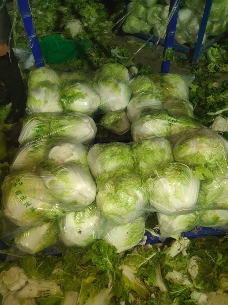 河南开封白菜大量现货供应，实力代办走货快对接商超