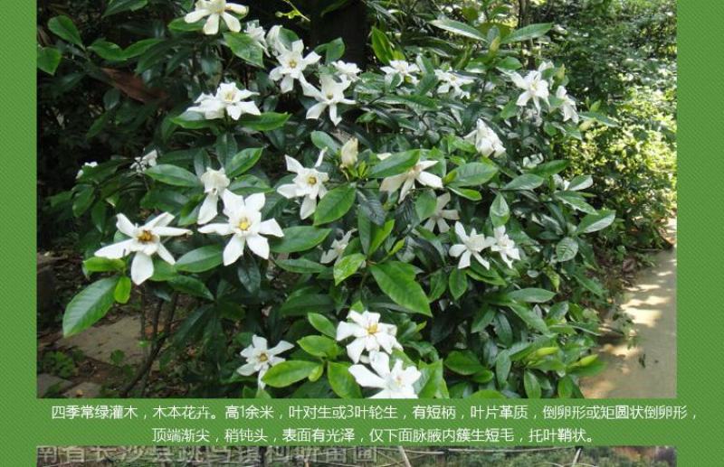 大叶栀子花苗大花栀子树苗庭院花园盆栽花卉地栽浓香型
