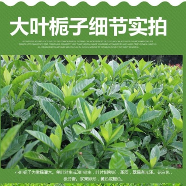 大叶栀子花苗大花栀子树苗庭院花园盆栽花卉地栽浓香型
