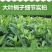 大叶栀子花苗大花栀子树苗庭院花园盆栽花卉地栽浓香型