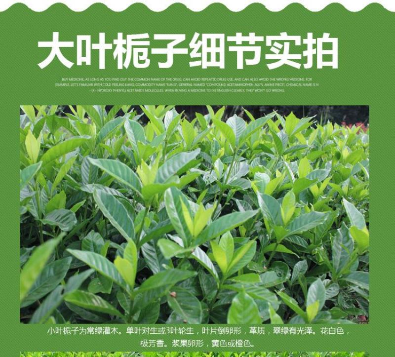 大叶栀子花苗大花栀子树苗庭院花园盆栽花卉地栽浓香型
