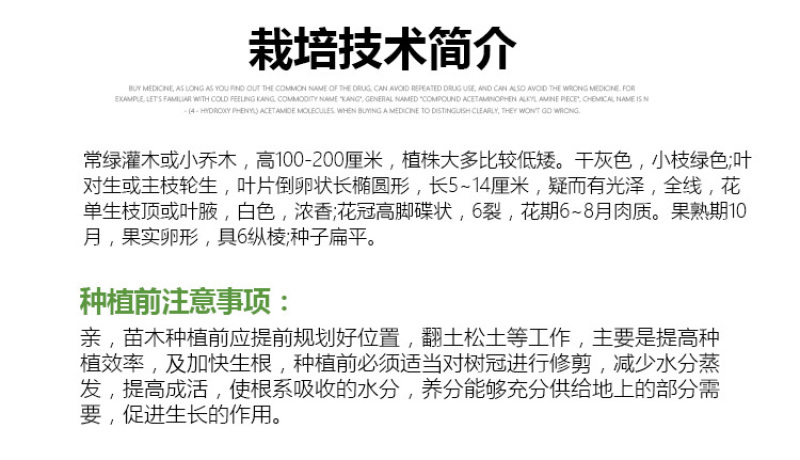 大叶栀子花苗大花栀子树苗庭院花园盆栽花卉地栽浓香型