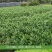 大叶栀子花苗大花栀子树苗庭院花园盆栽花卉地栽浓香型