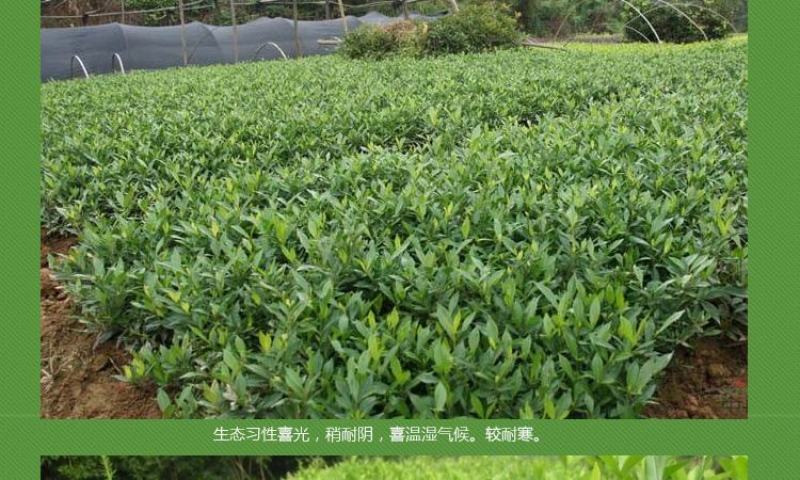 大叶栀子花苗大花栀子树苗庭院花园盆栽花卉地栽浓香型