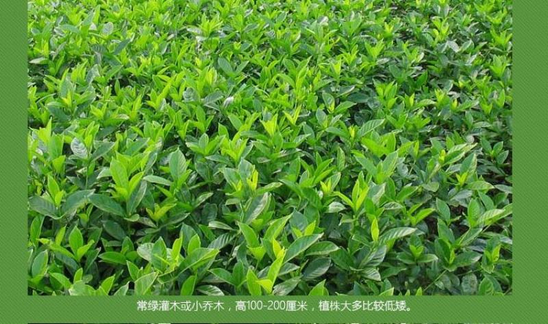 大叶栀子花苗大花栀子树苗庭院花园盆栽花卉地栽浓香型