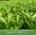 大叶栀子花苗大花栀子树苗庭院花园盆栽花卉地栽浓香型