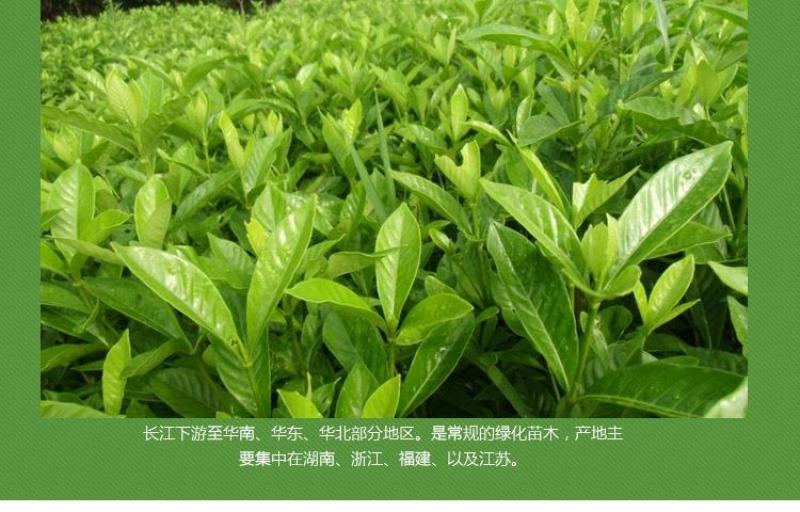 大叶栀子花苗大花栀子树苗庭院花园盆栽花卉地栽浓香型