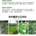 大叶栀子花苗大花栀子树苗庭院花园盆栽花卉地栽浓香型
