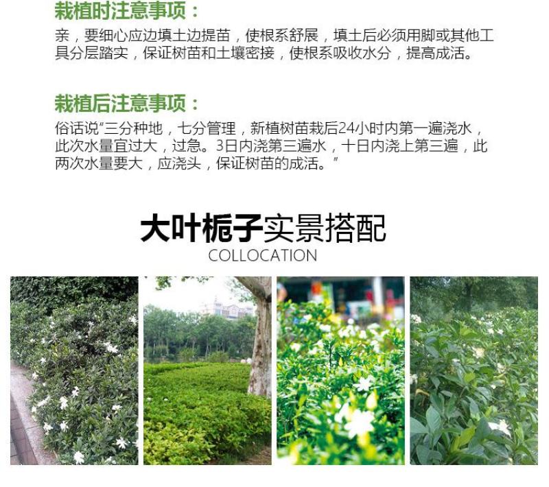 大叶栀子花苗大花栀子树苗庭院花园盆栽花卉地栽浓香型