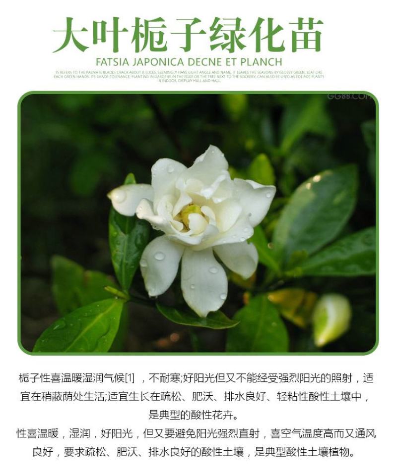 大叶栀子花苗大花栀子树苗庭院花园盆栽花卉地栽浓香型