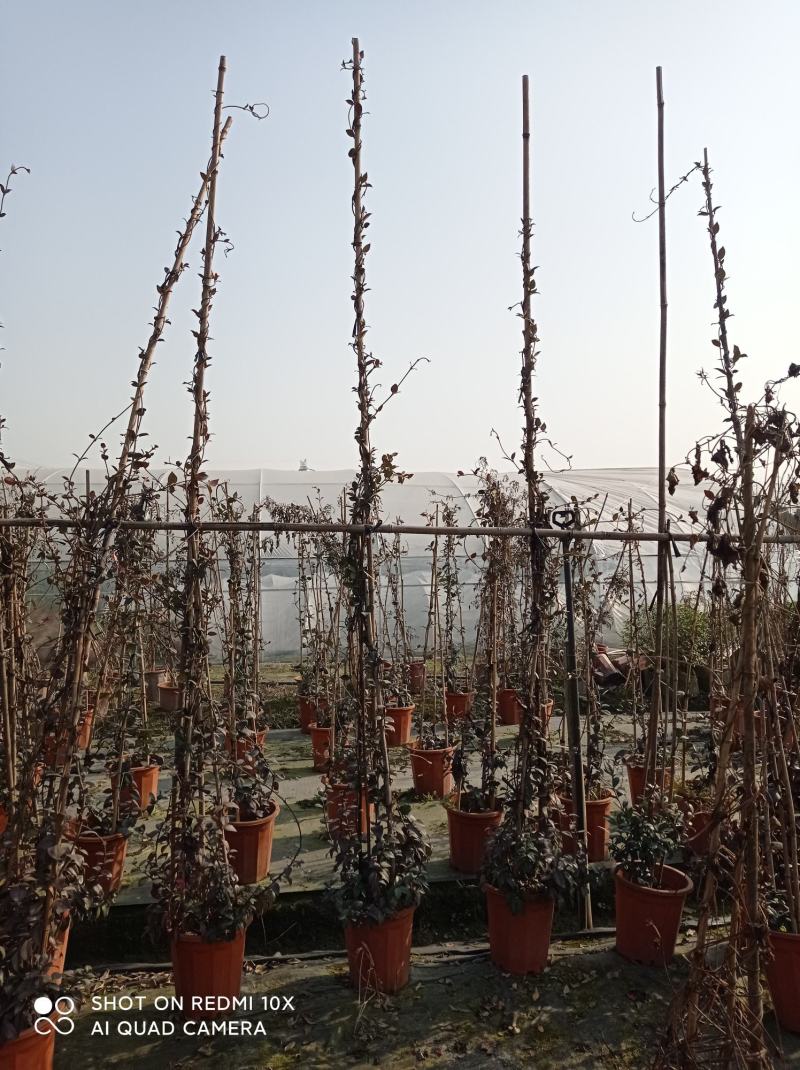 3米高，意大利风车茉莉，成都本地货源，基地直销