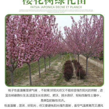 樱花苗树苗庭院盆栽地栽日本樱花小苗早樱晚樱绿化苗