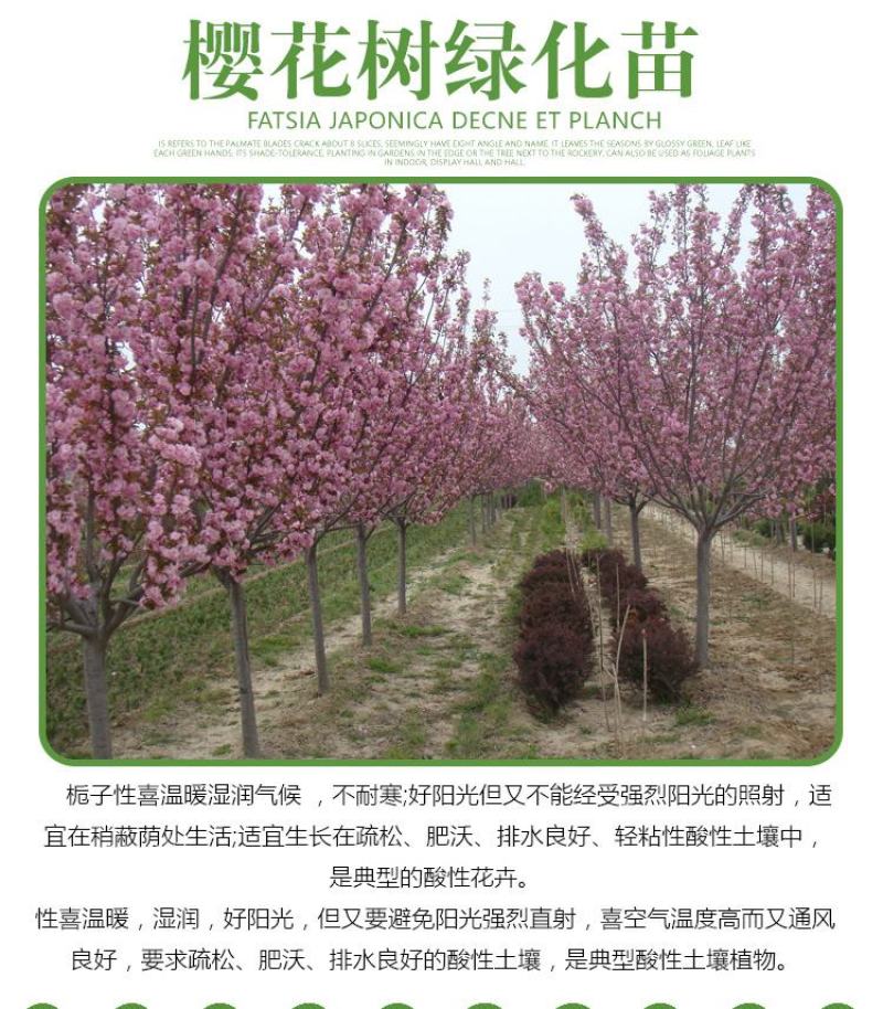 樱花苗树苗庭院盆栽地栽日本樱花小苗早樱晚樱绿化苗