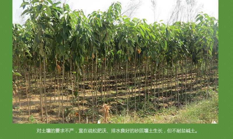 樱花苗树苗庭院盆栽地栽日本樱花小苗早樱晚樱绿化苗