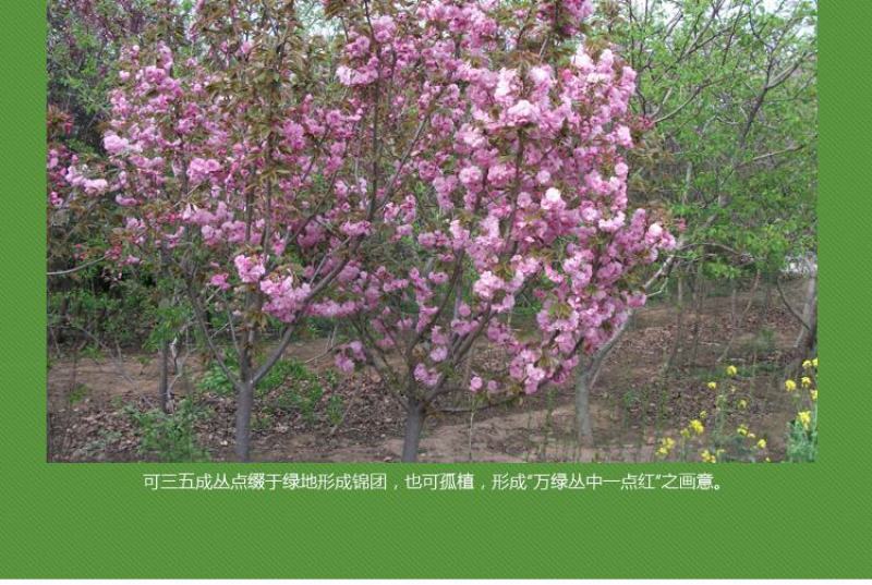 樱花苗树苗庭院盆栽地栽日本樱花小苗早樱晚樱绿化苗