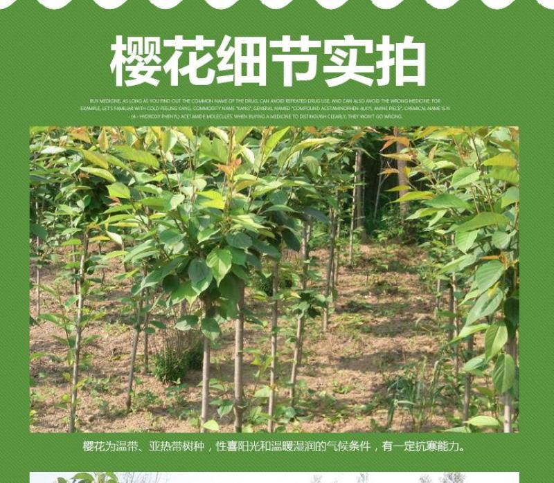 樱花苗树苗庭院盆栽地栽日本樱花小苗早樱晚樱绿化苗
